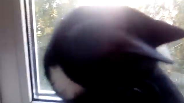 Кошка смотрит в окно