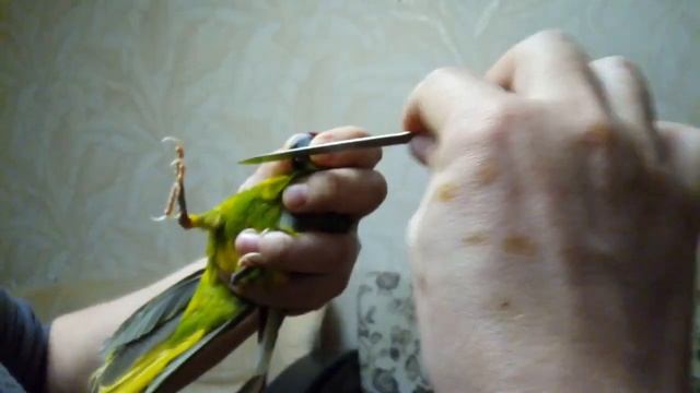 Как подрезать клюв попугаю смотреть онлайн