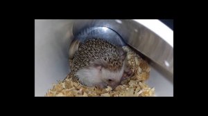 РОДЫ У ЕЖИКА