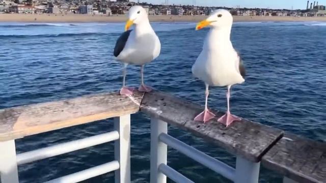 On Formosa Beach In California, USA. Seagulls Love French Fries!