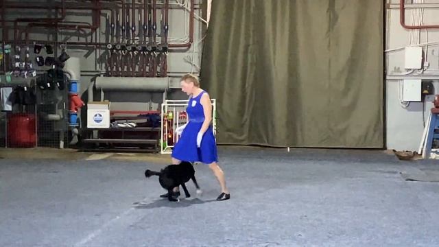 Собака танцует Dog dance Тимошина Светлана & Брина Танец "Дикая река". г.Тюмень. 26 03 22 смотреть онлайн