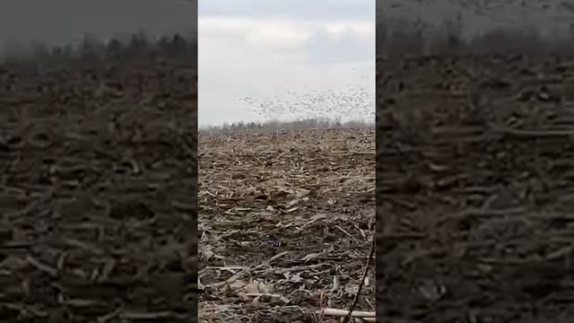 огромная стая гусей над кукурузным полем весна 2021 смотреть онлайн