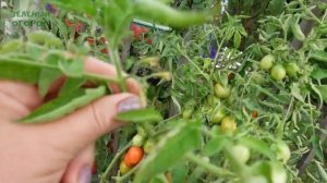 Томат СИБИРСКИЕ ЧЕРРИ-ли!? Обзор сортов ТОМАТОВ!