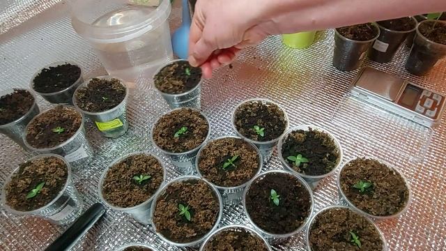 Эустома- месяц с всходов! Подкормка эустомы и перца! смотреть онлайн