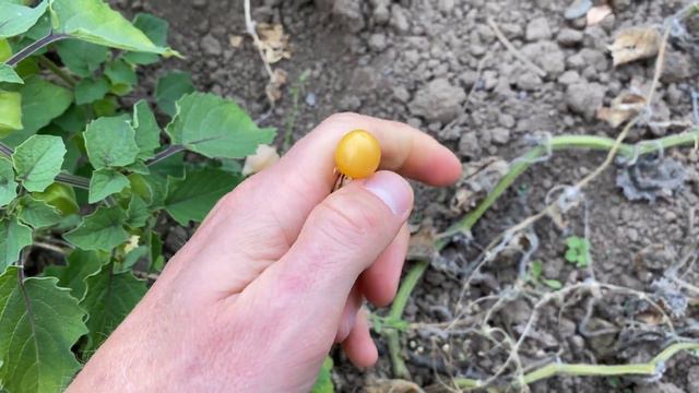 Земляная вишня - ground cherries смотреть онлайн
