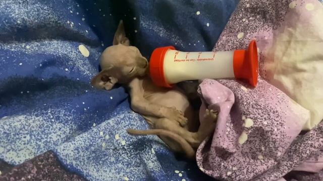 Котенок канадского сфинкса сосет самостоятельно молочко из бутылочки смотреть онлайн