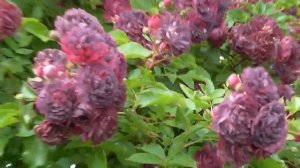 Роза плетистая Bleu Magenta в Подмосковье.