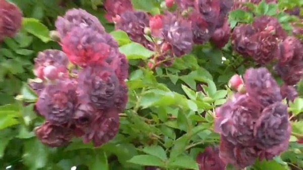 Роза плетистая Bleu Magenta в Подмосковье.