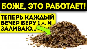 Вот что творят обычные семена укропа. Делюсь своим опытом