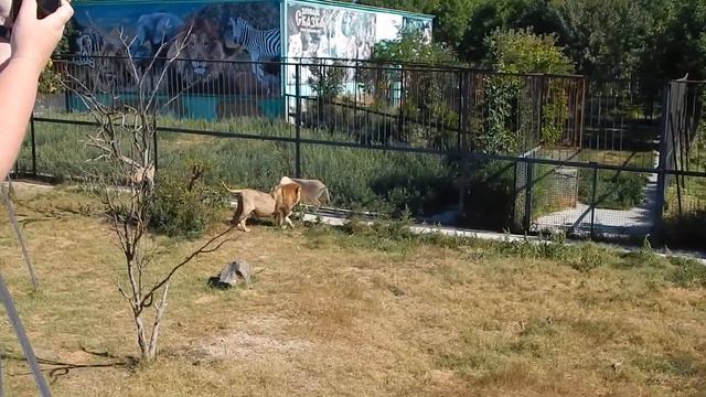 Тайган. Красивая львица.