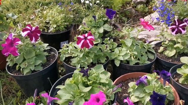 Срочно пересаживать петунию!) Начало цветения петунии. смотреть онлайн