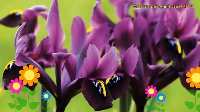 Ирис сетчатый Перпл Джем. Краткий обзор, описание характеристик iris reticulata Purple Gem смотреть онлайн