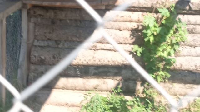 парк Белый Лев, Дальневосточная кошка