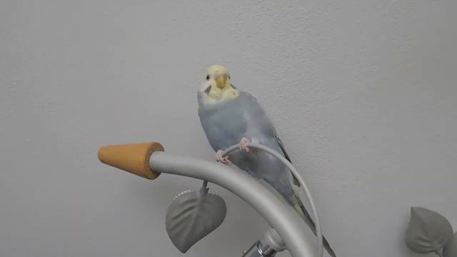 КАКОГО ОКРАСА МОИ ПОПУГАИ? смотреть онлайн