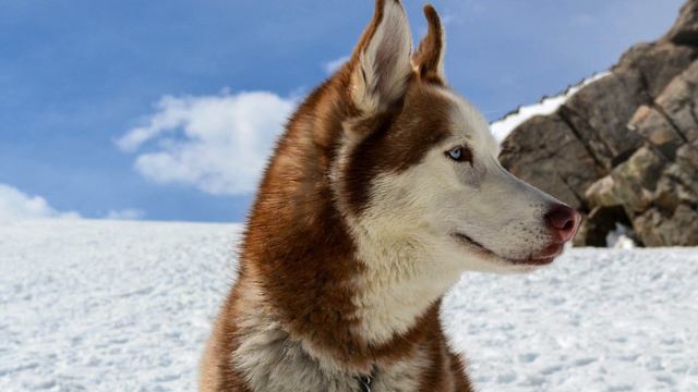 Top 10 MOST Beautiful Dog Breeds in the World 2022: Cutest Dogs смотреть онлайн