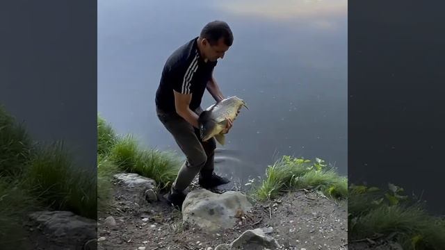 Ловля трофейного сазана на поплавок. Catching a trophy carp on a float rod смотреть онлайн