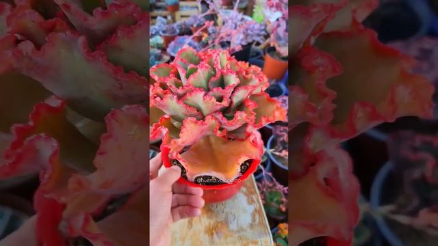 ? Echeveria "Tornado", de colores intensos y delineados bordes rojos, altamente brillantes ? смотреть онлайн