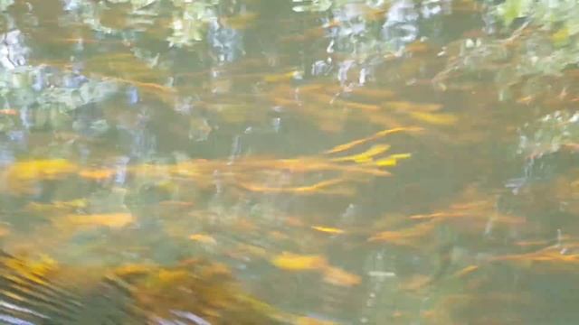 Сплав на байдарках. Река Уса. Август 2019. смотреть онлайн