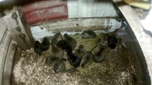 В каком возрасте забить нутрий