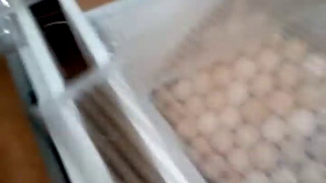 инкубатор блиц норма,повторная закладка яиц. смотреть онлайн