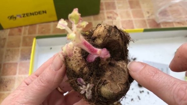 Не просыпается глоксиния. Как разбудить клубень глоксинии?