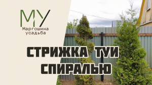 Стрижка туи спиралью