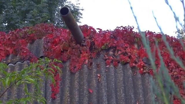 НА ДАЧЕ ЧАЕПИТИЕ ГРИБЫ АРСЕНАЛ ГИБИСКУС ОСЕНЬ 2020 #flora_ok_home смотреть онлайн