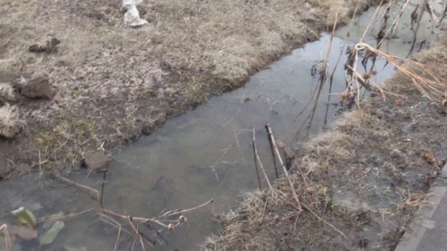 Открытие винограда в Сибири смотреть онлайн