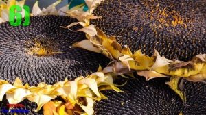 ВОТ Почему СЕМЕЧКИ Подсолнуха МОЖНО и Даже НУЖНО Употреблять КАЖДЫЙ День!!!