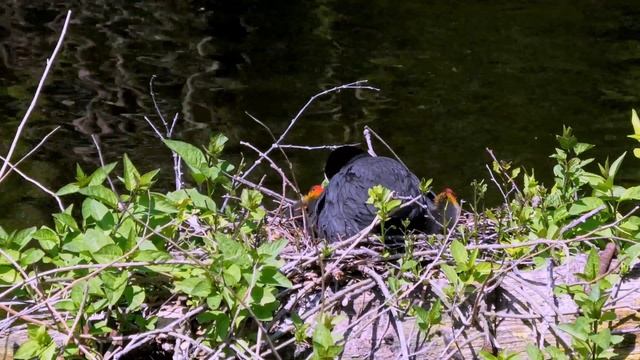 The Eurasian Coot Family With Little Chicks. Westbroekpark, The Hague Wildfowl. 4K.Humane Birding