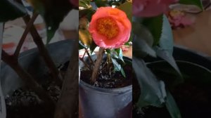 Камелия японская, уход в домашних условиях.