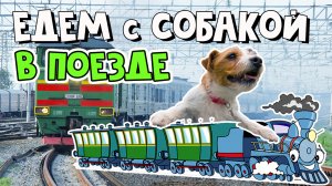 Как перевезти собаку в поезде: правила и "сюрпризы" в дороге