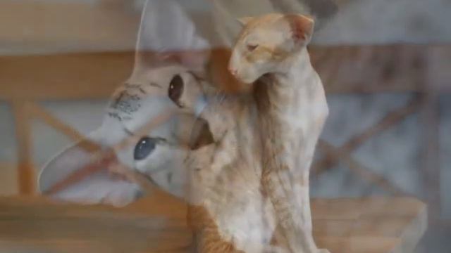 ориентальные и сиамские кошки смотреть онлайн