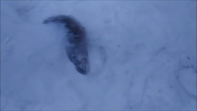 Утренние поимки до запуска. Спорт-зона. Клёвое место Лосиный остров. смотреть онлайн