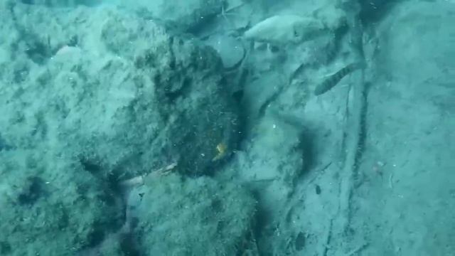 WORLD'S FIRST Gumball Machine AQUARIUM! DIY смотреть онлайн