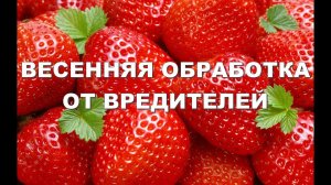 ВЕСЕННЯЯ ОБРАБОТКА КЛУБНИКИ ОТ ВРЕДИТЕЛЕЙ