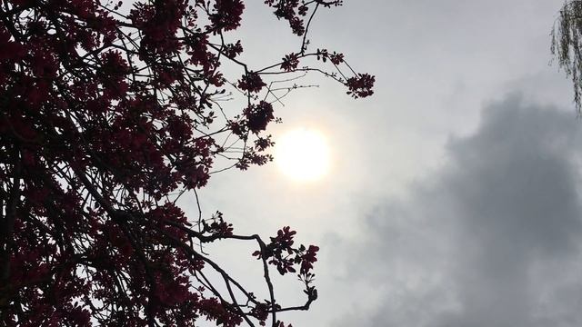 Crab apple (Malus 'Rudolph') - flowers in the sun - April 2019 смотреть онлайн