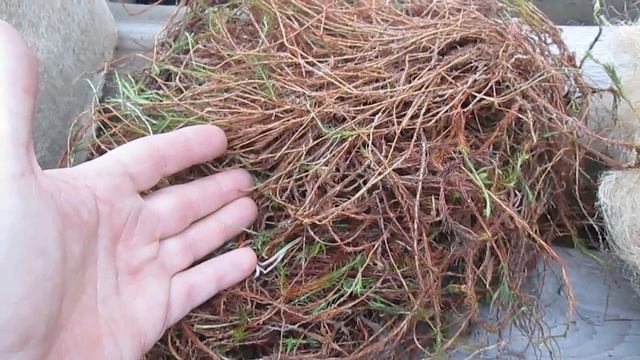 Мох или джут Что лучше выбрать и купить смотреть онлайн