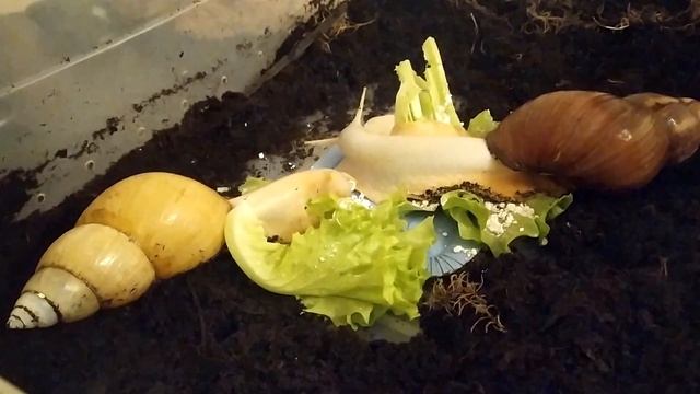 ЧЕМ Я МАЖУ РАКУШКУ УЛИТОК?! смотреть онлайн