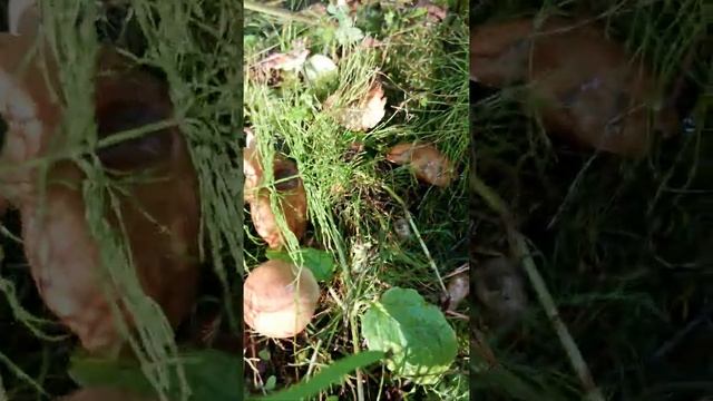 Дача-65 смотреть онлайн