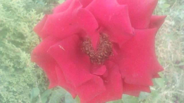 Розы разных сортов и цветов смотреть онлайн