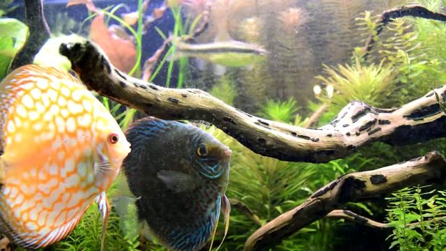 Дискусячья шведская семья смотреть онлайн