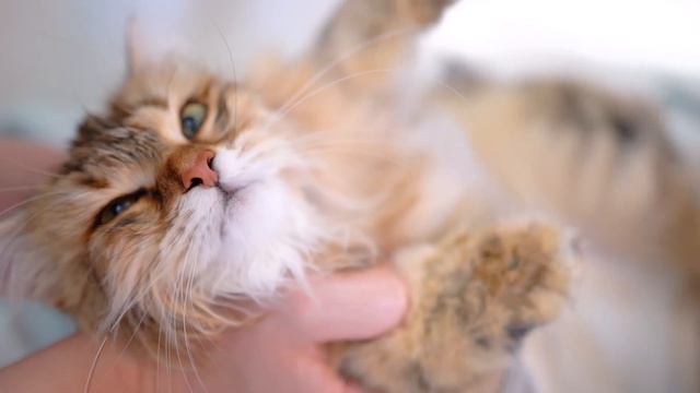 Is there another cat in the world that is so graceful and elegant?😻🛁✂️❤️ смотреть онлайн