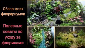 Обзор флорариумов. Советы по уходу за флориками.