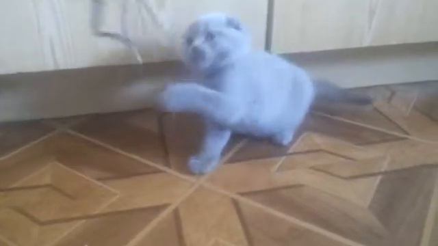 Шотландские вислоухие котята 0676808454