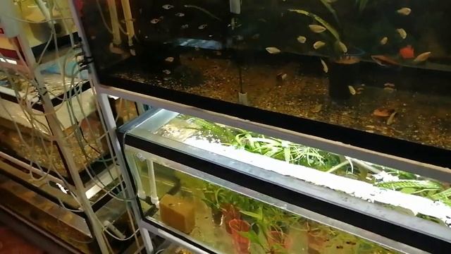 Как устроена рыборазводня дома.Обзор рыборазводни дома.Аквариумистика как хобби.Продажа рыбок смотреть онлайн