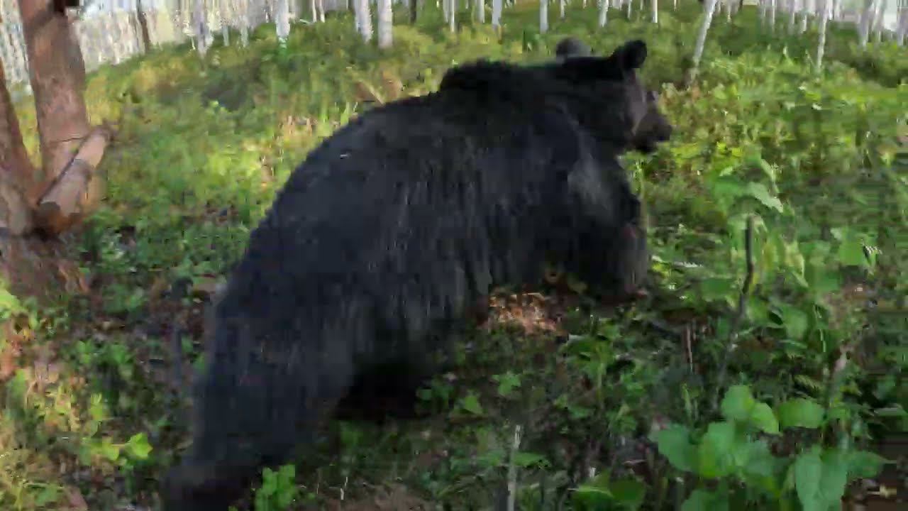 Медвежонок суета. смотреть онлайн