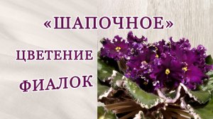 Что такое «шапочное» цветение фиалки? Сорт РС Дон Жуан.