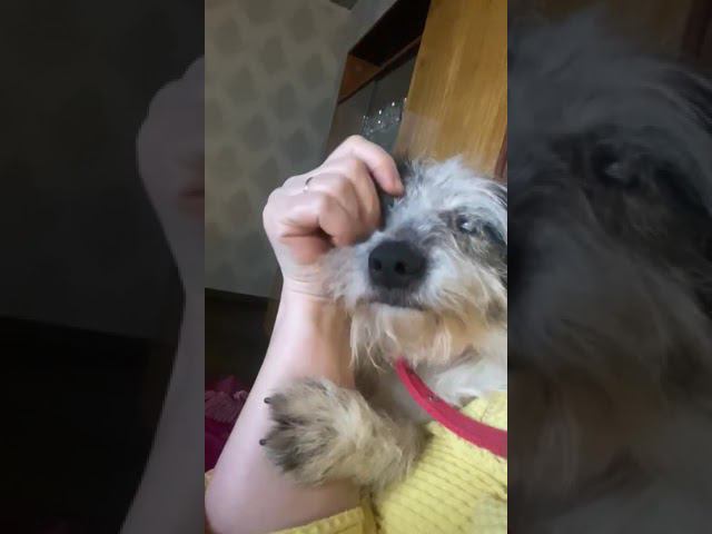 Тарасик и команда - волонтёрское движение