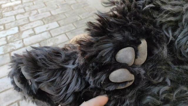 Уход за лапами собаки смотреть онлайн